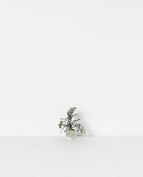 Australian flat leaf pine w snow - mini
