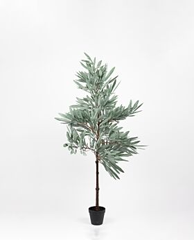 Olive tree - small