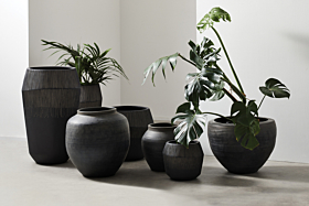 Purifying Plants For Your Home